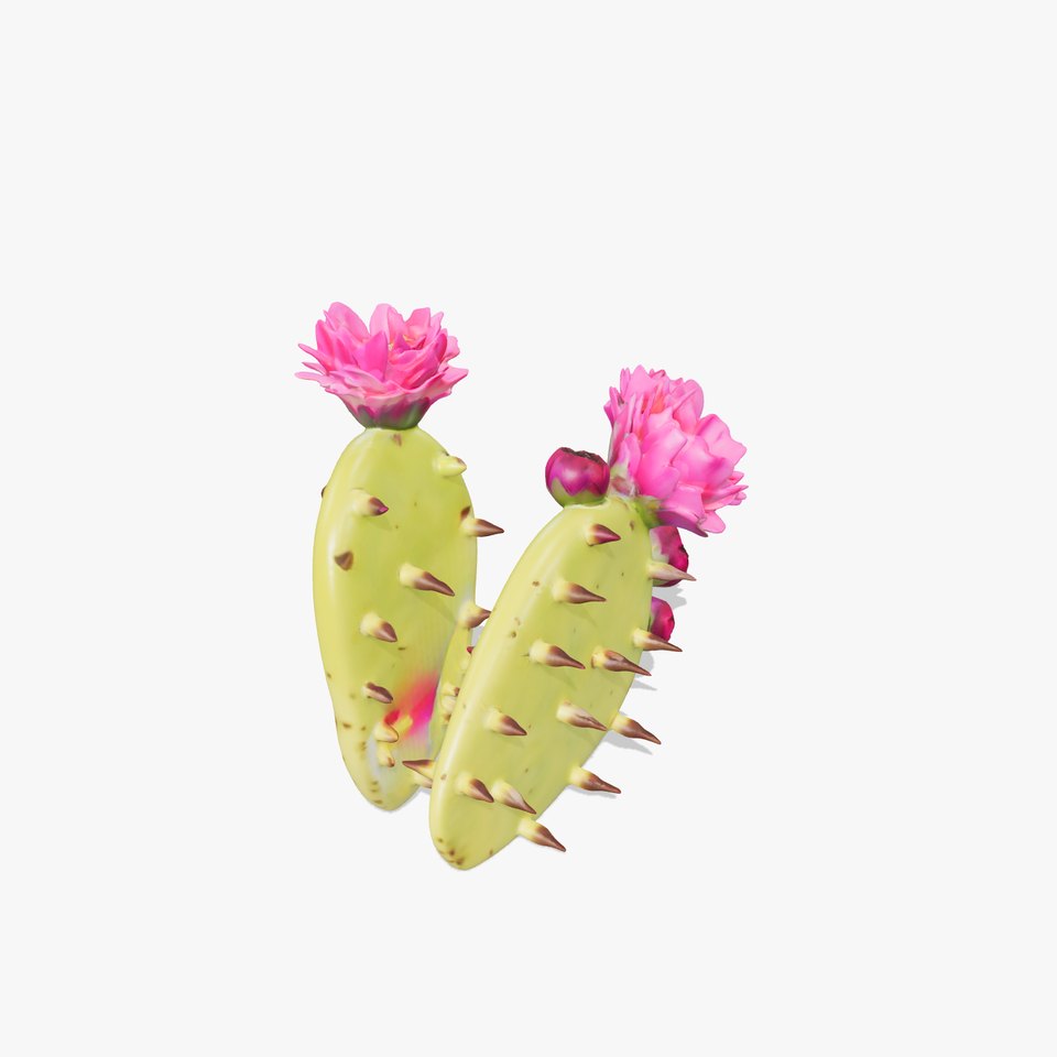 Prickly Pear Cactus Flower model pack